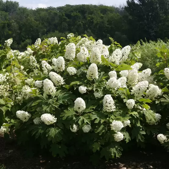 A specimen of Gatsby Gal hydrangea blooming in a landscape showing its rounded semi dwarf habit